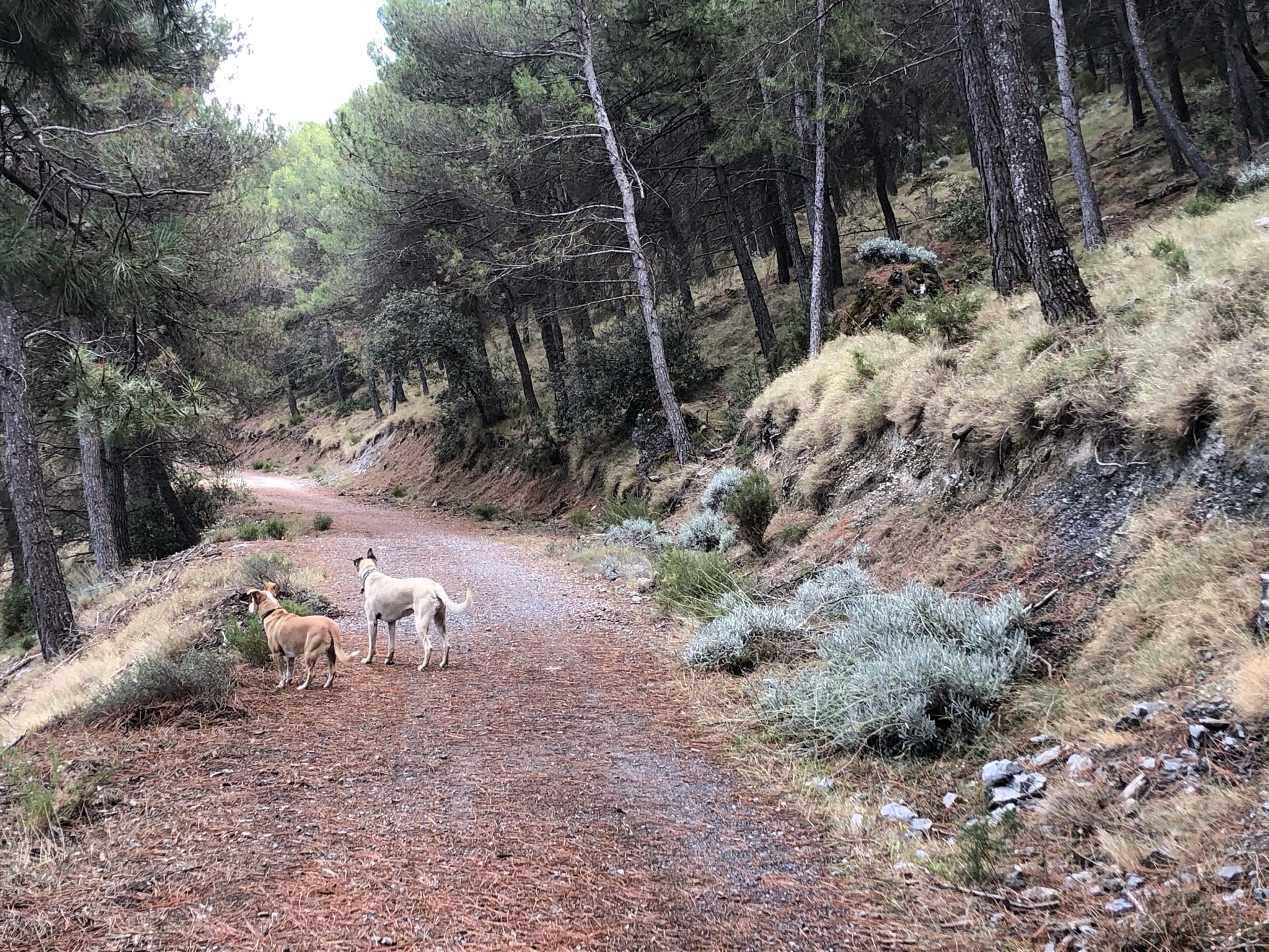 Pista a Ermita Vieja en la ruta Silleta del Padul
