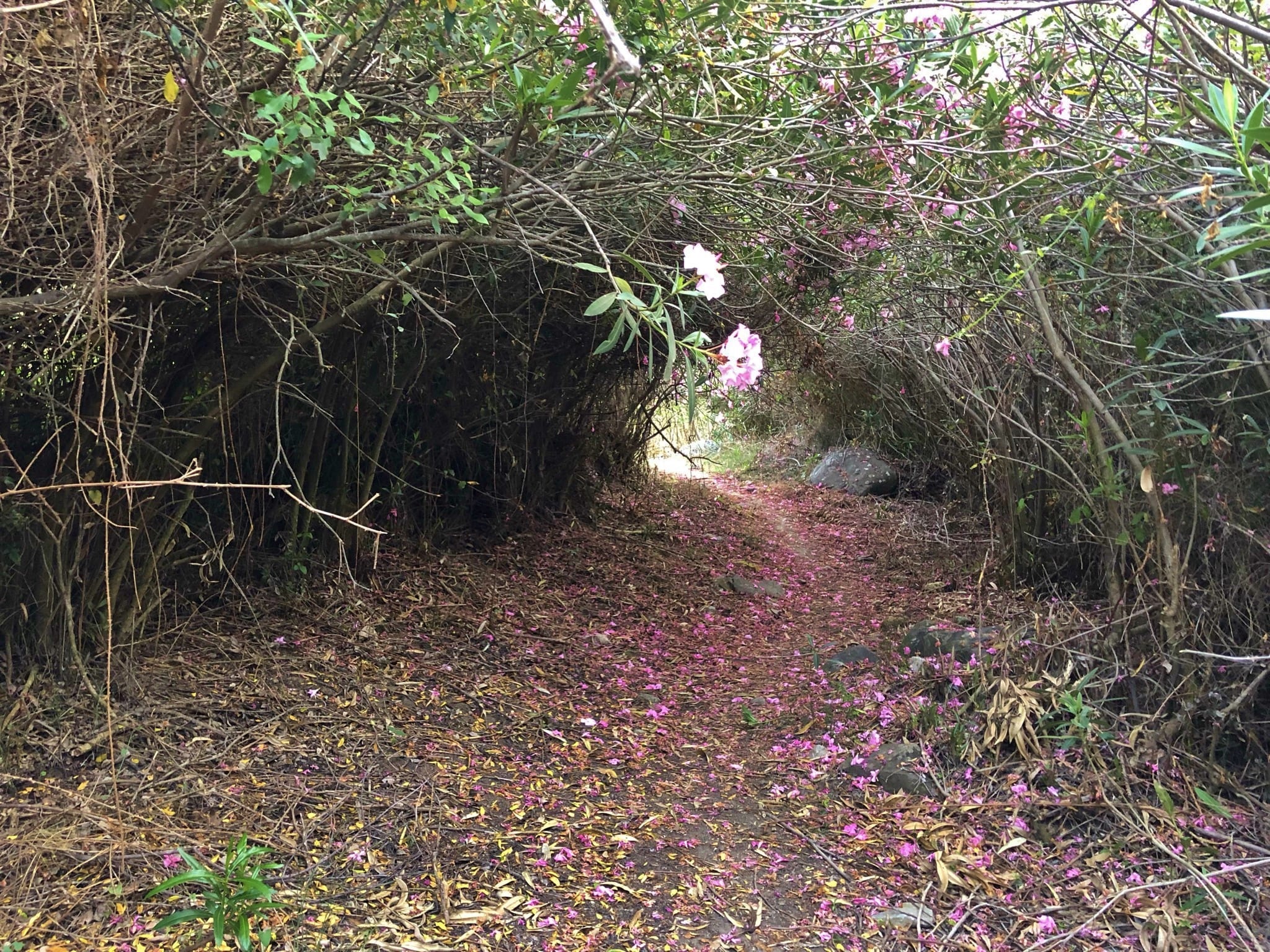 Sendero junto al río Cájula
