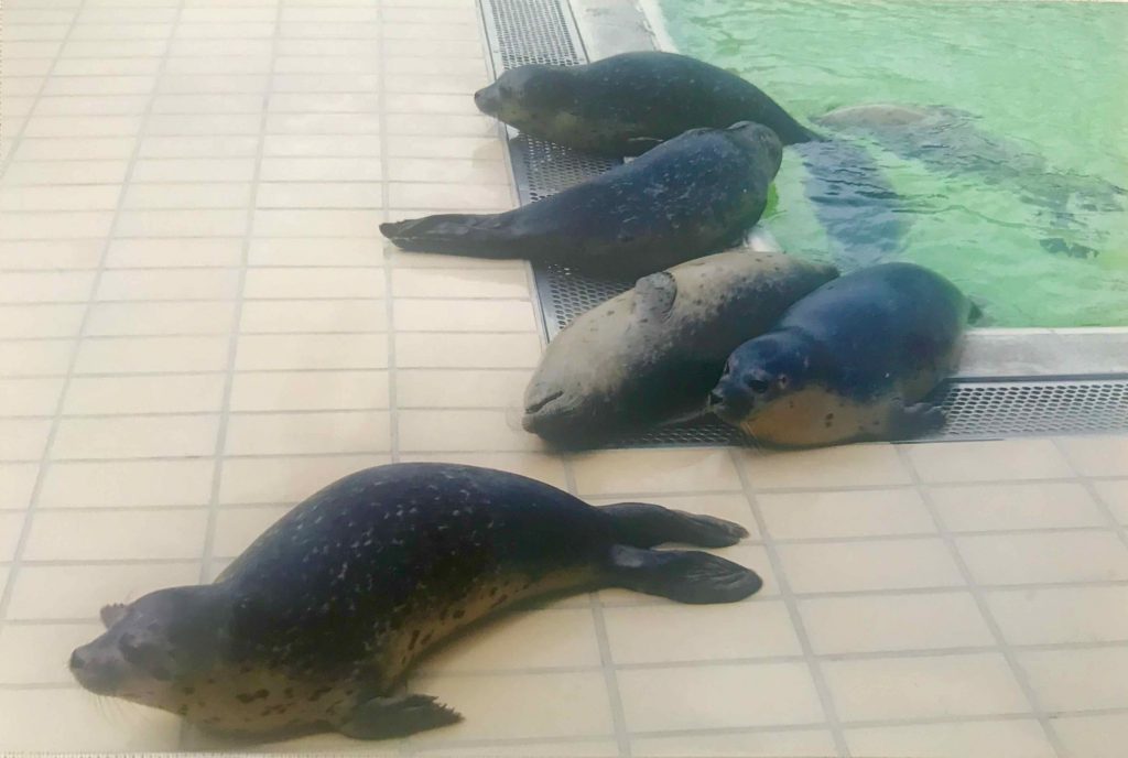 Centro de acogida de focas Pieterburen