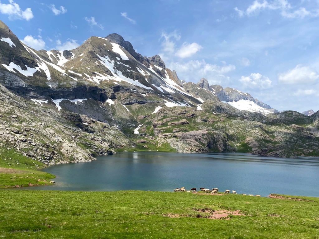 Vacas pastando en el Ibón de Estanés